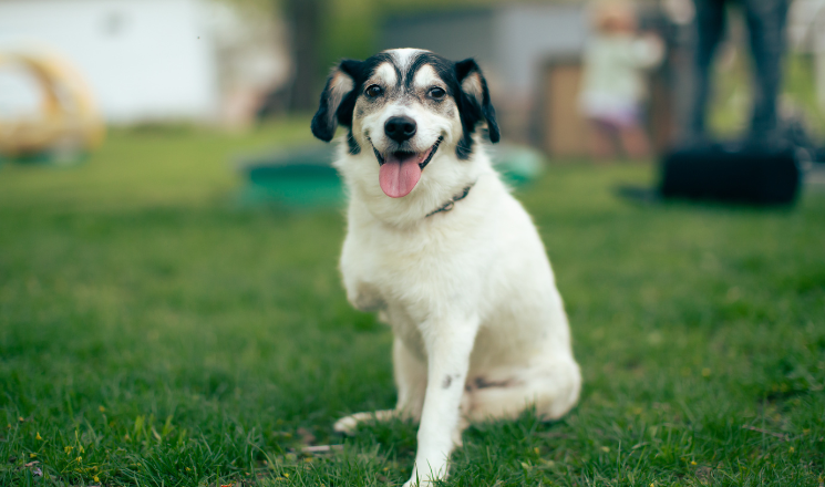 3. Dog-Friendly Fun in Dolores Park